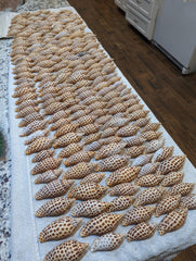 Vintage Scaphella Junonia Shell - General listing - Loving Coastal Living