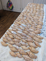Vintage Scaphella Junonia Shell - General listing - Loving Coastal Living