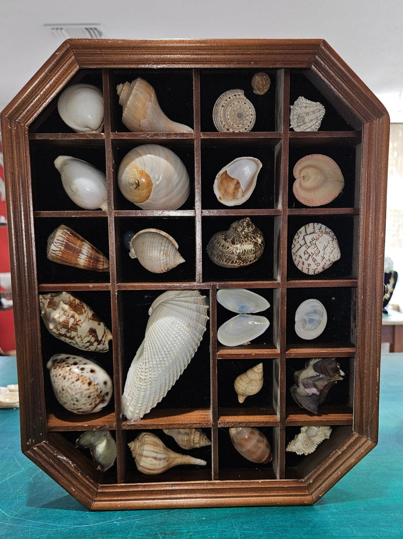 Vintage Seashell Shadow Box Display – 15" x 12" - Wall DecorLoving Coastal Living