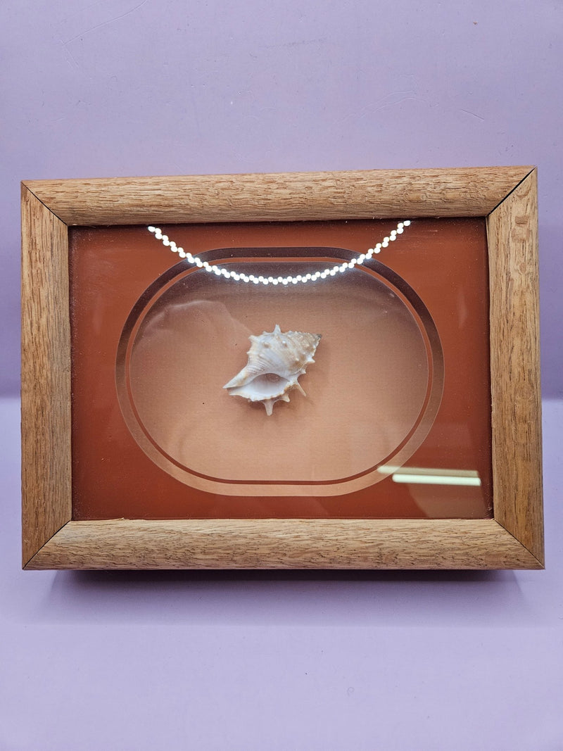 Vintage Shadow Box with Shell Display – 8.5"x6.25" - Accent DecorLoving Coastal Living