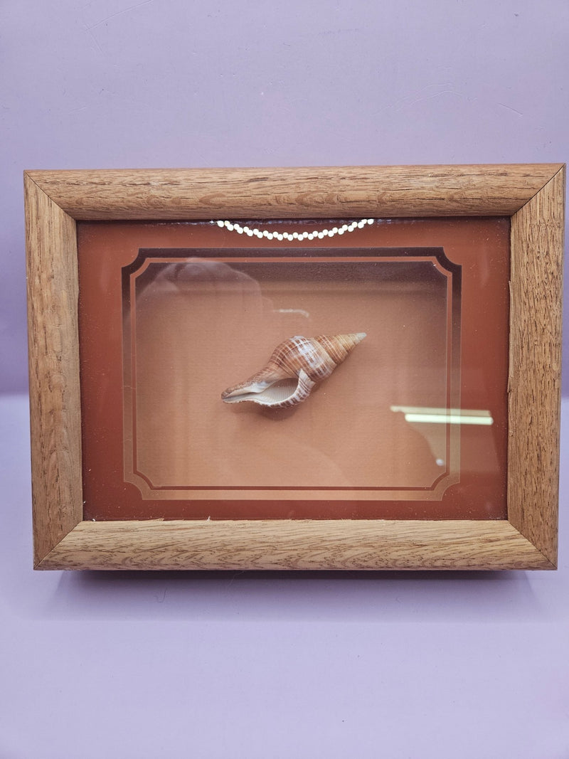 Vintage Shadow Box with Shell Display – 8.5"x6.25" - Accent DecorLoving Coastal Living