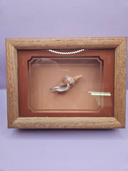 Vintage Shadow Box with Shell Display – 8.5