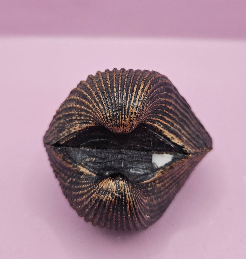 Vintage Shell Paperweight – 3" x 2.5" – Nautical Coastal Decor - Accent DecorLoving Coastal Living