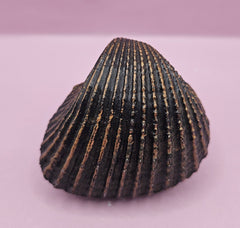 Vintage Shell Paperweight – 3