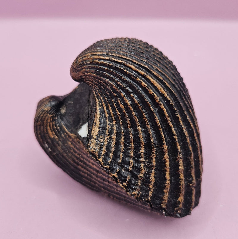 Vintage Shell Paperweight – 3" x 2.5" – Nautical Coastal Decor - Accent DecorLoving Coastal Living