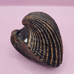 Vintage Shell Paperweight – 3