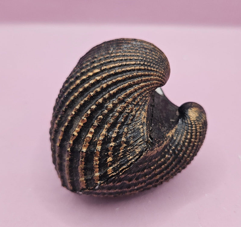 Vintage Shell Paperweight – 3" x 2.5" – Nautical Coastal Decor - Accent DecorLoving Coastal Living