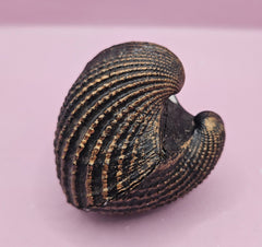 Vintage Shell Paperweight – 3