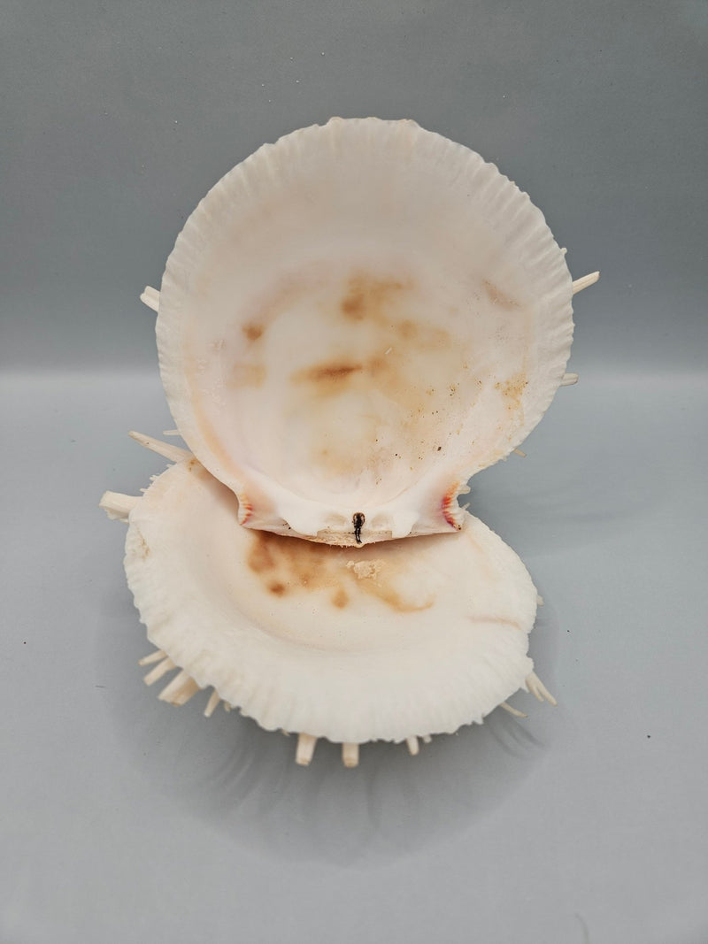 Vintage Spondylus Shell – 4.5" x 4.8" x 2" Natural Ocean Collectible - ShellsLoving Coastal Living