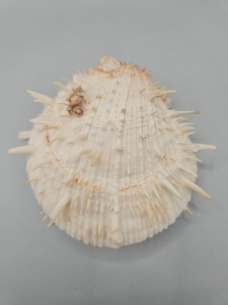 Vintage Spondylus Shell – 4.5" x 4.8" x 2" Natural Ocean Collectible - ShellsLoving Coastal Living