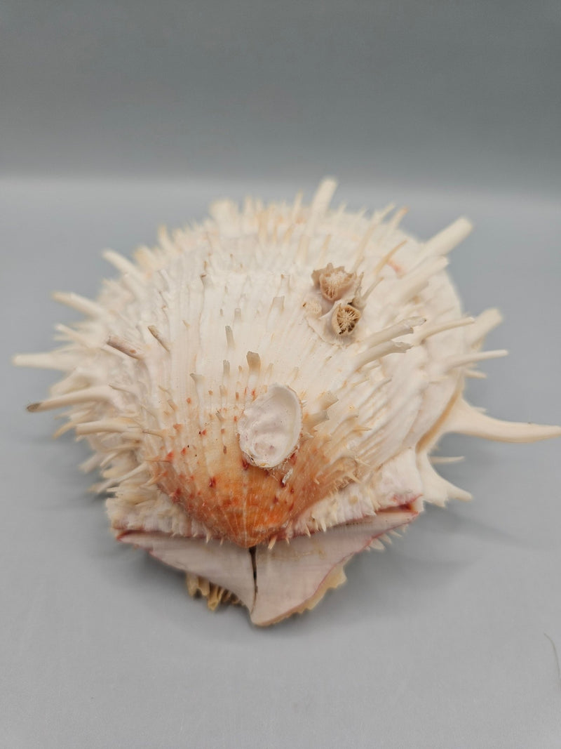 Vintage Spondylus Shell – 4.5" x 4.8" x 2" Natural Ocean Collectible - ShellsLoving Coastal Living