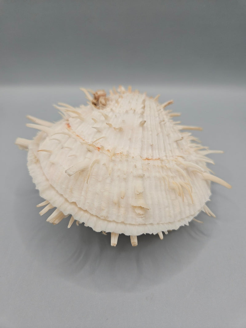 Vintage Spondylus Shell – 4.5" x 4.8" x 2" Natural Ocean Collectible - ShellsLoving Coastal Living