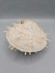 Vintage Spondylus Shell – 4.5