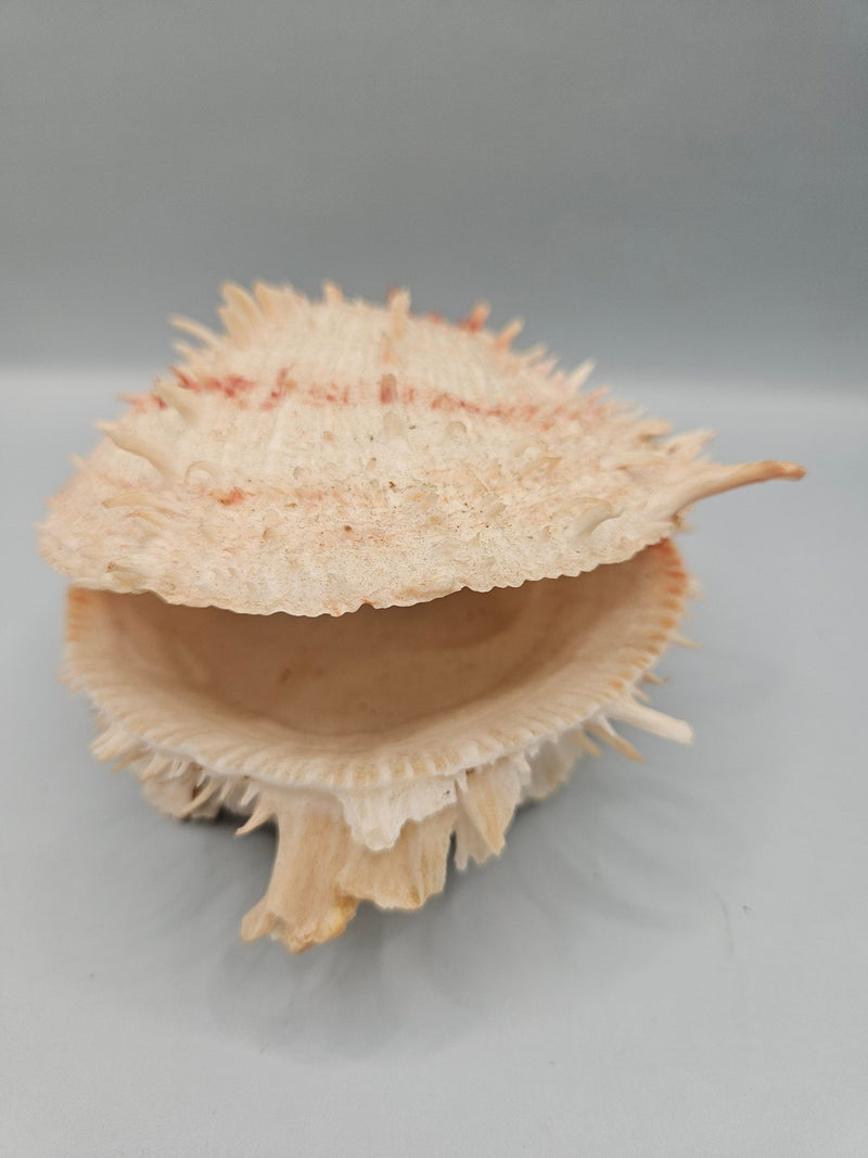 Vintage Spondylus Shell – 5" x 4.7" x 3" Natural Ocean Collectible - ShellsLoving Coastal Living