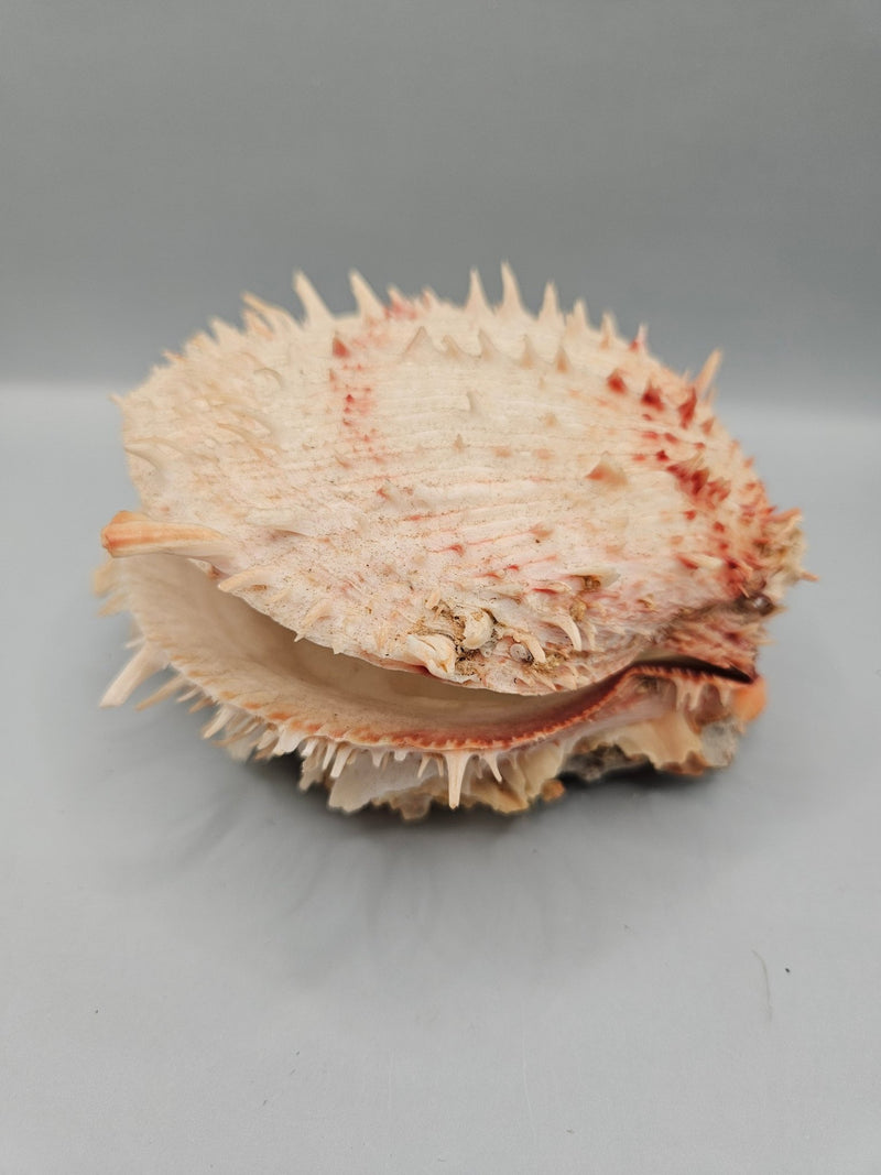 Vintage Spondylus Shell – 5" x 4.7" x 3" Natural Ocean Collectible - ShellsLoving Coastal Living