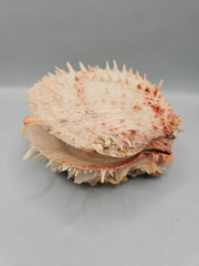 Vintage Spondylus Shell – 5