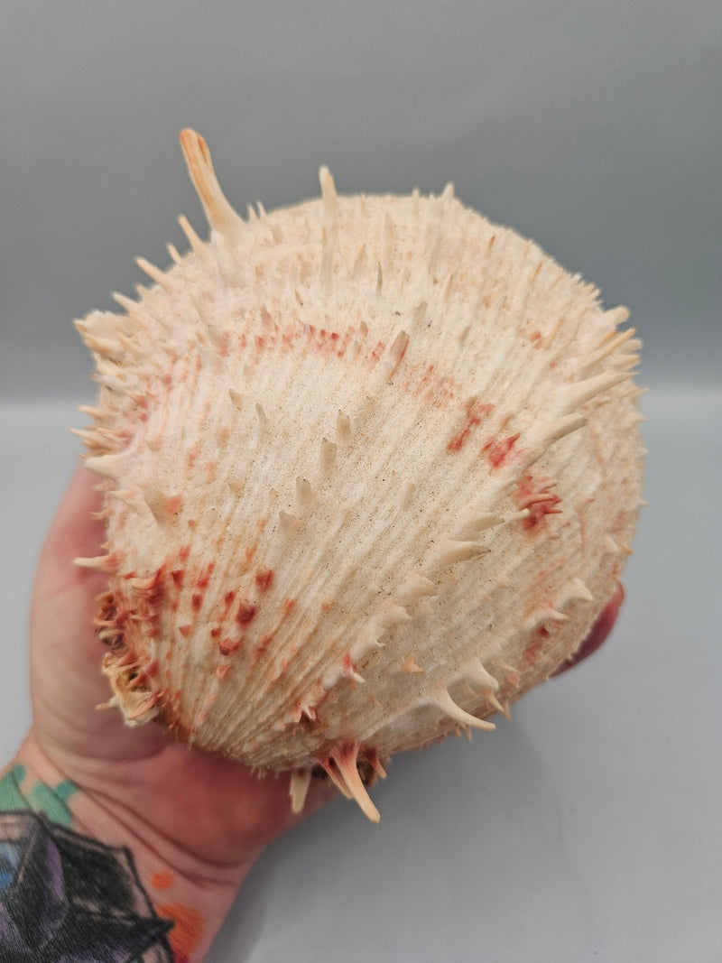 Vintage Spondylus Shell – 5" x 4.7" x 3" Natural Ocean Collectible - ShellsLoving Coastal Living