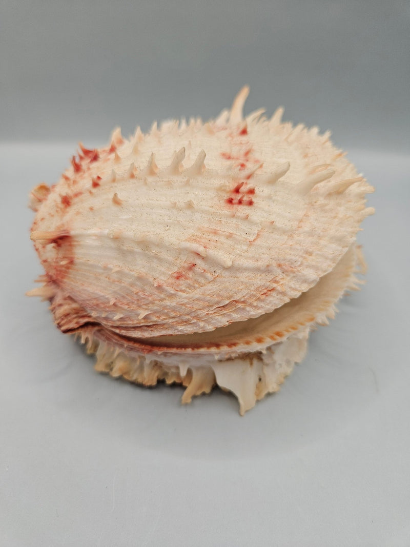 Vintage Spondylus Shell – 5" x 4.7" x 3" Natural Ocean Collectible - ShellsLoving Coastal Living