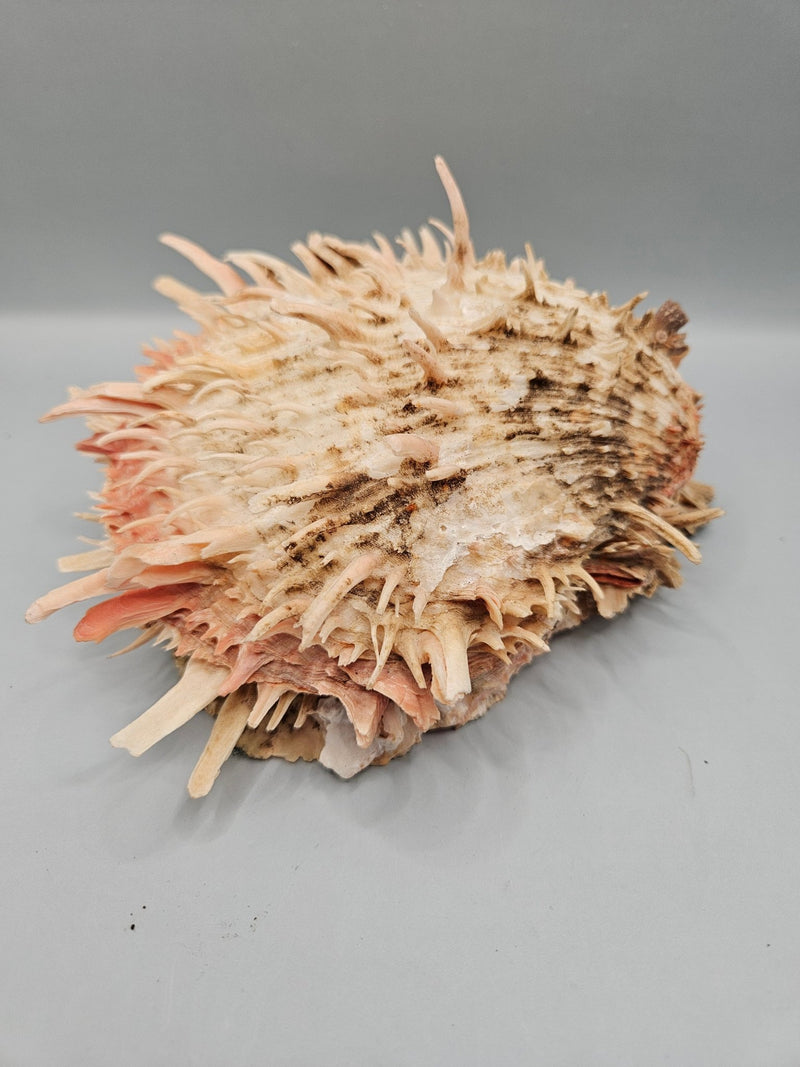 Vintage Spondylus Shell – 6.5 "x 6.5" x 3.3" Natural Ocean Collectible - ShellsLoving Coastal Living