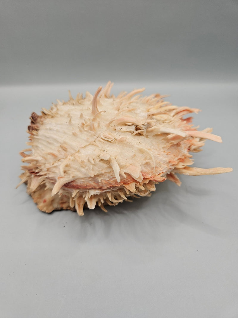 Vintage Spondylus Shell – 6.5 "x 6.5" x 3.3" Natural Ocean Collectible - ShellsLoving Coastal Living