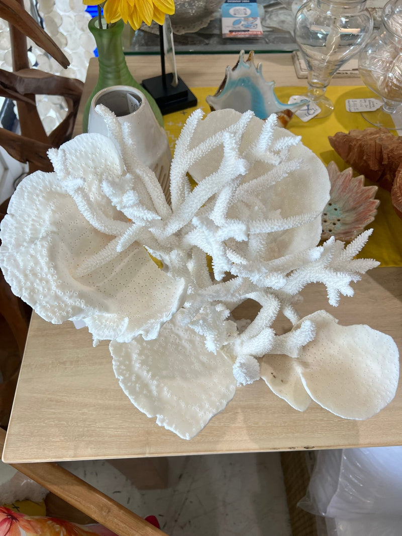 Vintage Staghorn & Cup Coral Sculpture - 17" - coralTideline