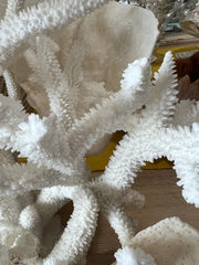Vintage Staghorn & Cup Coral Sculpture - 17