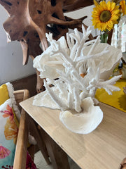 Vintage Staghorn & Cup Coral Sculpture - 17