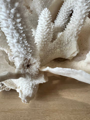 Vintage Staghorn & Cup Coral Sculpture - 17