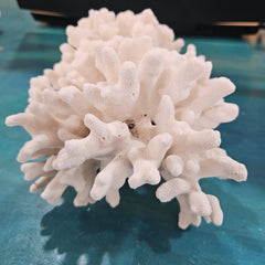 Vintage White Branch Coral - 7x5.5x6 - coralLoving Coastal Living