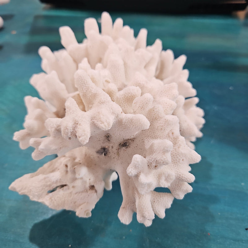 Vintage White Branch Coral - 7x5.5x6 - coralLoving Coastal Living