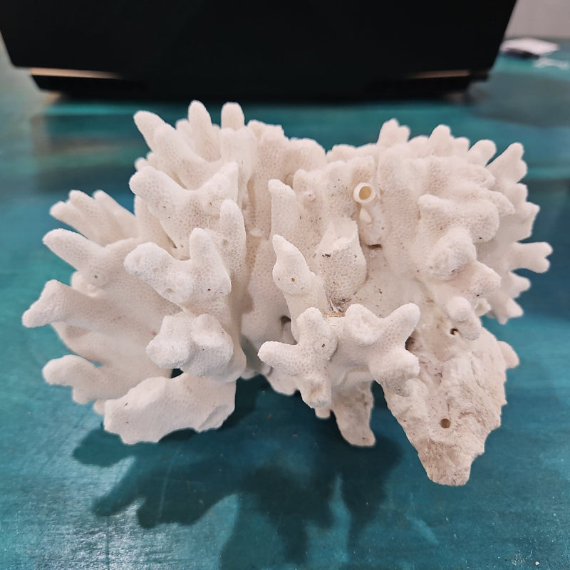 Vintage White Branch Coral - 7x5.5x6 - coralLoving Coastal Living