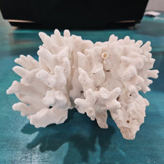 Vintage White Branch Coral - 7x5.5x6 - coralLoving Coastal Living