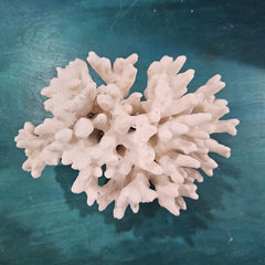 Vintage White Branch Coral - 7x5.5x6 - coralLoving Coastal Living