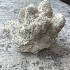 Vintage White Cauliflower Coral - 10