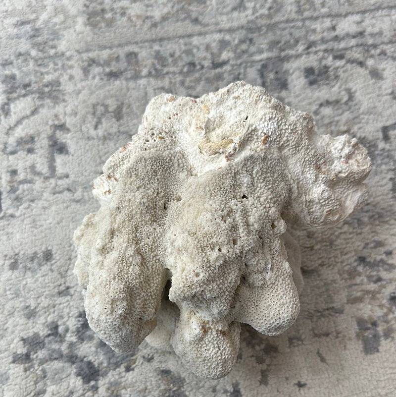 Vintage White Cauliflower Coral - 10"x7"x8" - coralLoving Coastal Living