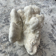 Vintage White Cauliflower Coral - 10
