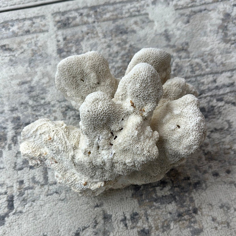 Vintage White Cauliflower Coral - 10"x7"x8" - coralLoving Coastal Living