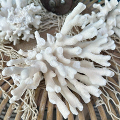 Vintage White Coral - Loving Coastal Living