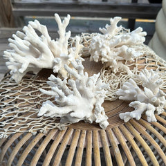 Vintage White Coral - Loving Coastal Living