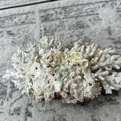 Vintage White Finger Coral - 12