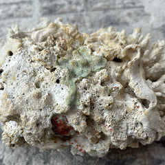 Vintage White Finger Coral - 12
