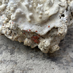 Vintage White Finger Coral - 12