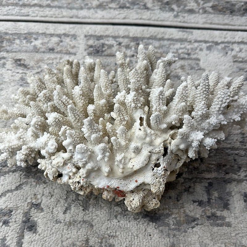 Vintage White Finger Coral - 12"x7"x5" - coralLoving Coastal Living