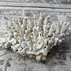 Vintage White Finger Coral - 12