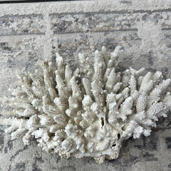 Vintage White Finger Coral - 12