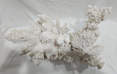 Vintage White Finger Coral - 17.75