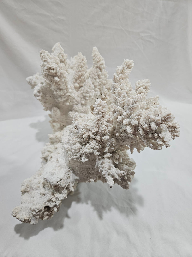 Vintage White Finger Coral - 17.75" - coralTideline