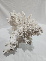 Vintage White Finger Coral - 17.75