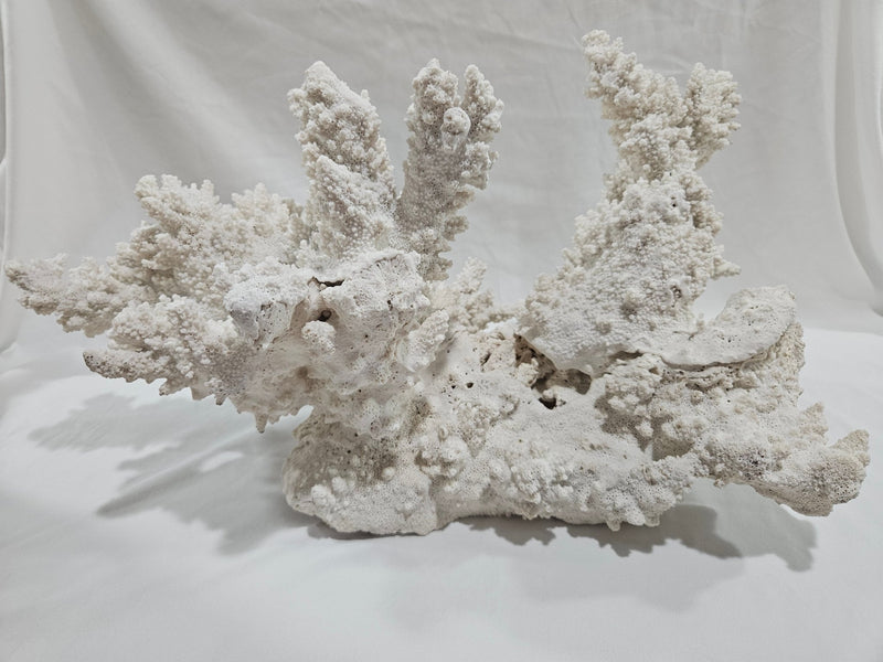 Vintage White Finger Coral - 17.75" - coralTideline