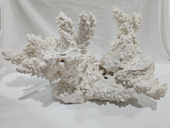 Vintage White Finger Coral - 17.75